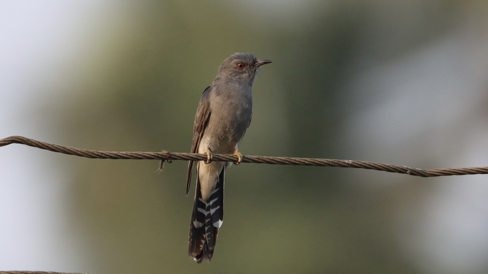 Grey-bellied Cuckoo